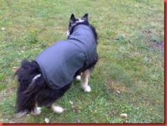 tango in raincoat