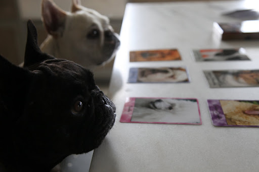 Sharkey, I'm really anxious to find the French Bulldog card and see how they describe us!  Where is it?