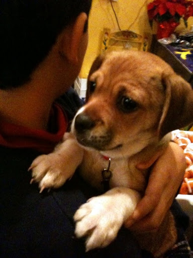 Pug Russell Mix