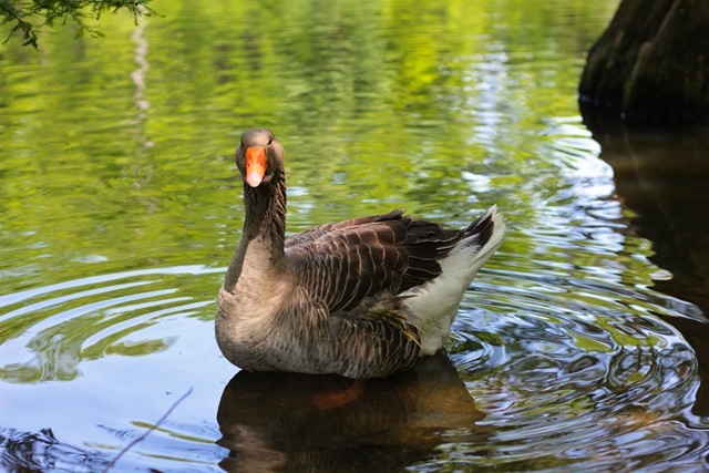 [DuckGoose%2520%25281%2520of%25201%2529%255B4%255D.jpg]