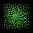 Green Magic Spell