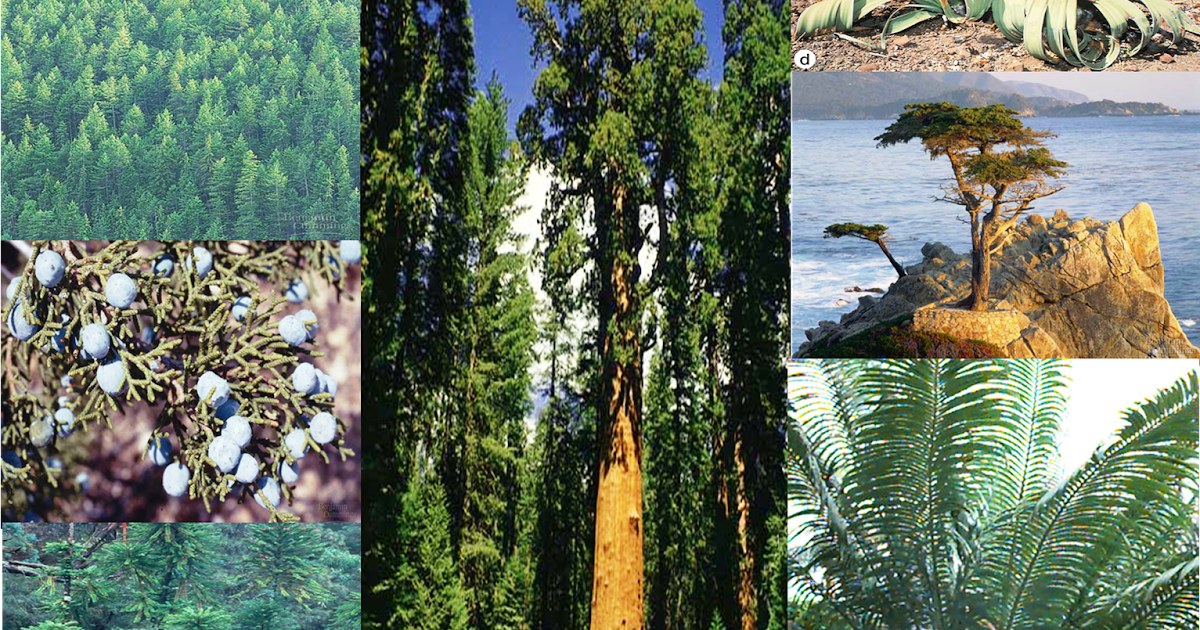 General Characteristics of Gymnosperms Plant Science 4 U