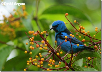 Dacnis cayana (2) Dacnis cayana (2)