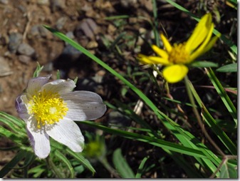 627 tiny flower (640x480) 627 tiny flower (640x480)