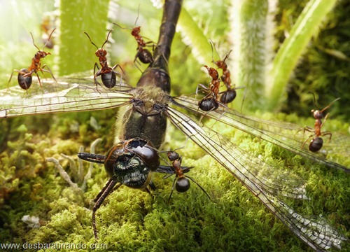 formigas inacreditaveis incriveis desbaratinando  (40)