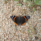 Red Admiral