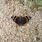 Red Admiral