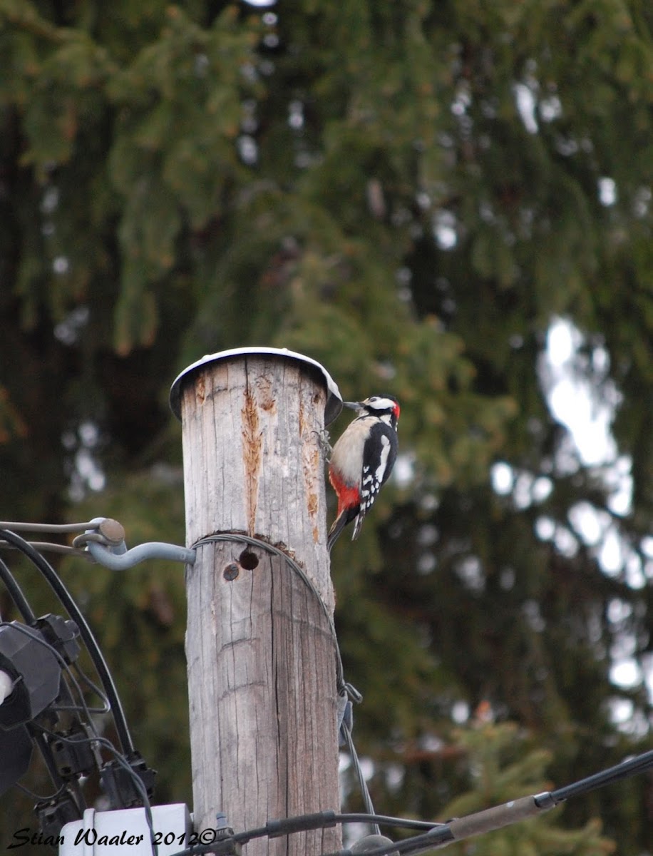Great Spotted Woodpecker