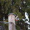 Great Spotted Woodpecker