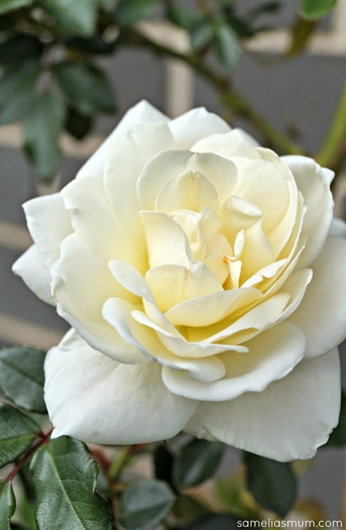 IceBerg Rose