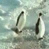 penguin penguin