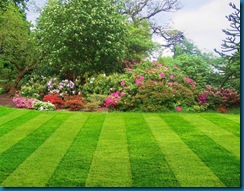 healthy lawn