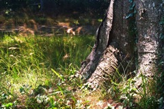 The-Tree-6