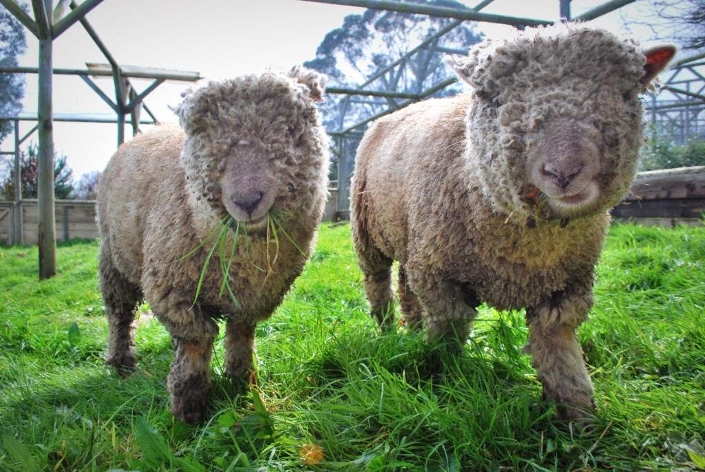 [Sheep%2520-%2520Copy%255B5%255D.jpg]