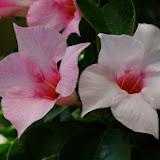 IMGP1031.JPG