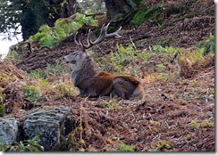 Bradgate Park - DSLR Deer hunting