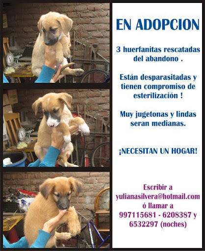 JULIO EN BUSCA DE HOGAR