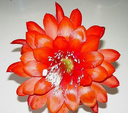 [EpiUpinFlames3.jpg]