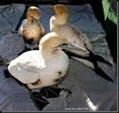 Gannets - Sanccob website