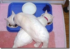Pet 04