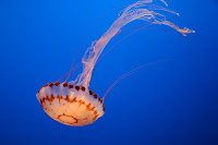 Jellyfish at Monteray Aquarium