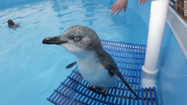 [rescued-penguin-horizontal-gallery%255B2%255D.jpg]