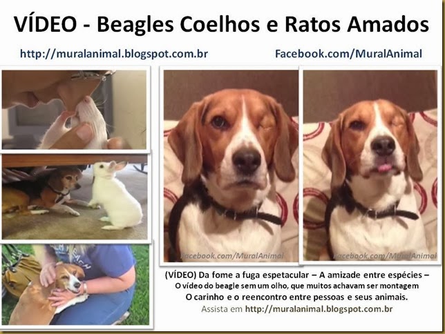 video-beagles