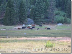 IMG_0919 IMG_0919