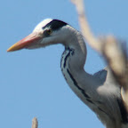 IMG_0946-Crop 1.jpg
