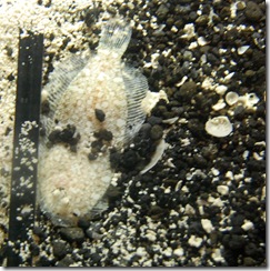 aquarium30