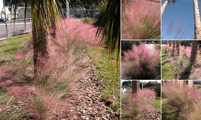 View Mulhy Grass - November 2011