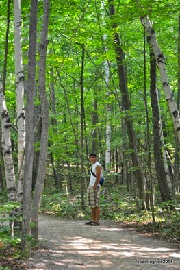 Hiking through the birch trees