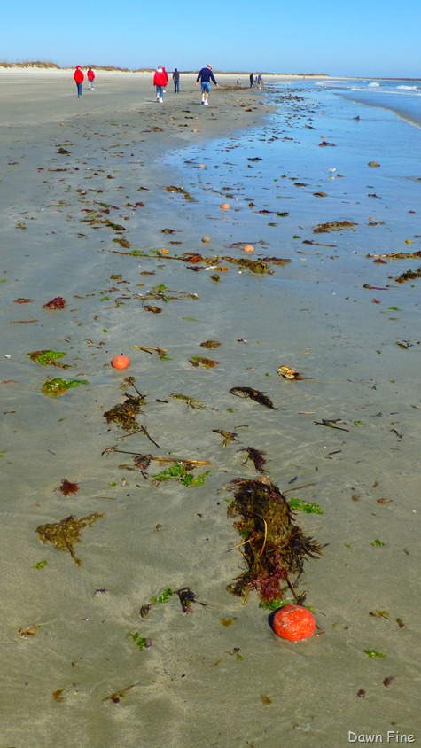 [Beach%2520Debris%2520North%2520beach_027.jpg]
