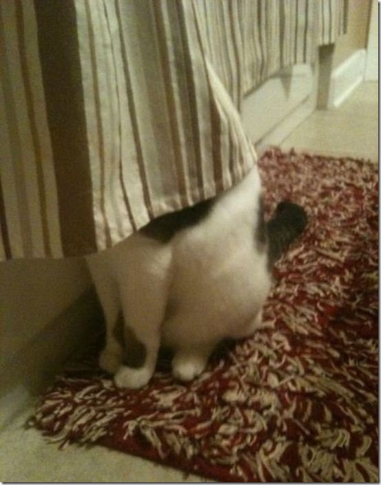 viral-picdump-8b6b38