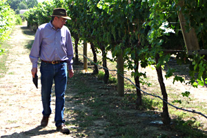 Grape breeder in Viticulture and Enology at the University of California-Davis Andy Walker walks through UC Davis's test vineyard. Climate change could dramatically affect the microclimates that have made California wine country so successful. science.kqed.org