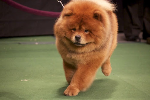 And now for what I do best! Prance! Don't forget to smile, Jan! Appearance is everything! And now for what I do best! Prance! Don't forget to smile, Jan! Appearance is everything!
