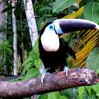 This was one crazy bird.  When he was bad, they would dunk him in the water to calm him down.