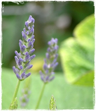 18 lavendel 18 lavendel
