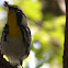 Yellow-throated Warbler