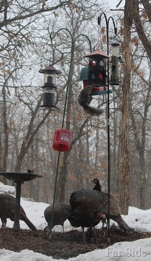 Squirrel and Turkeys