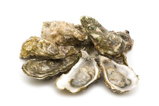 [oysters2.jpg]