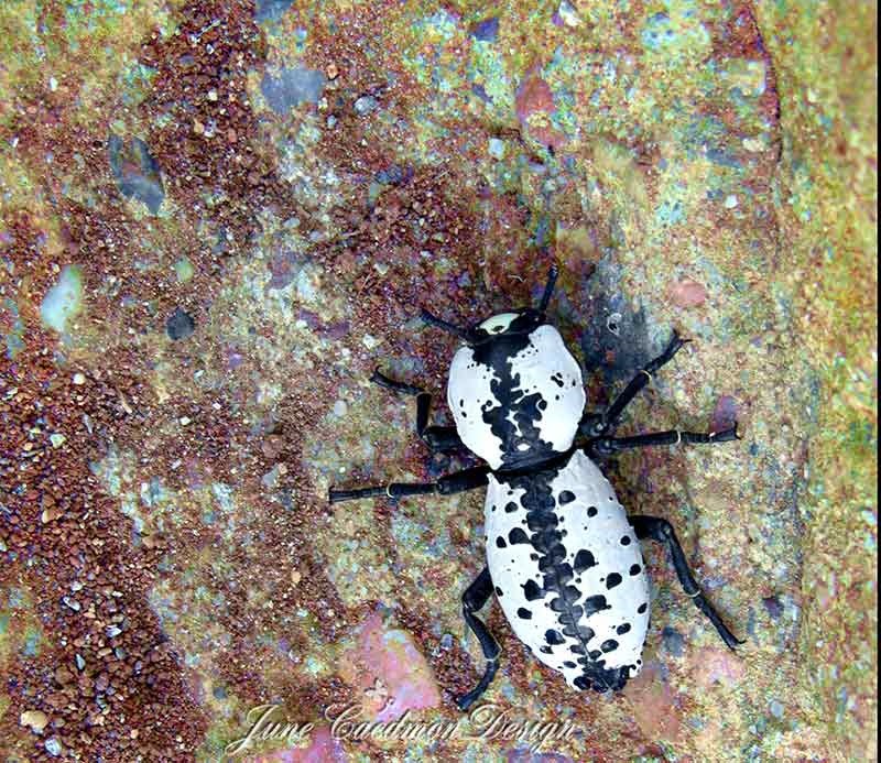 [Ironclad_Beetle1%255B3%255D.jpg]