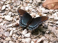 Red spotted purple butterfly drinking water on a shell path. Photo by C. Rhodes.