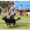 Pet Dogs 038.jpg