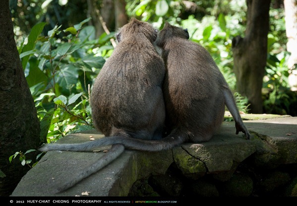 Monkeys falling in love at Monkey Forest, Ubud | © 2012 Huey-Chiat Cheong Photography