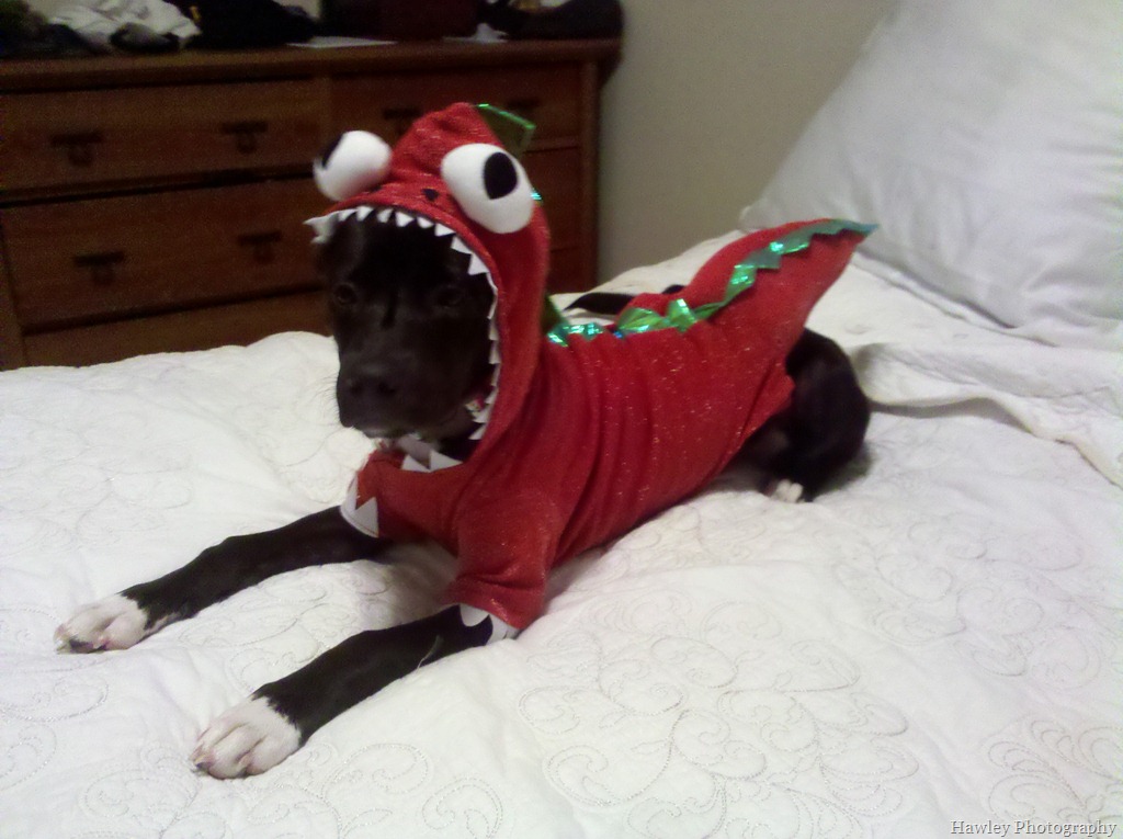 [Tomlin%2520Halloween%25206%255B10%255D.jpg]