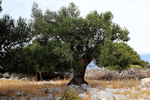 The Olive trees of Lun, Croatia