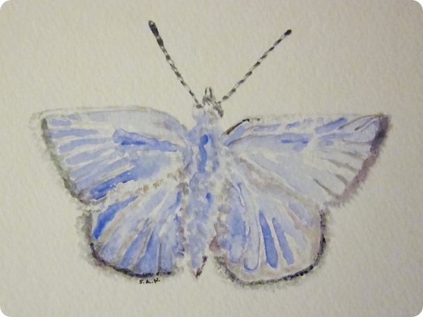 mission blue butterfly 004