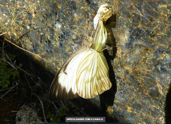 Ascia monuste orseis (GODART, 1819), femelle émergeant de son cocon. Pitangui (MG, Brésil), 8 septembre 2013. Photo : Nicodemos Rosa