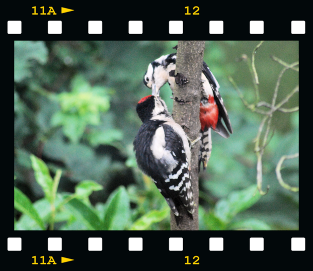 [Male-woodpecker-feeding-young-07-fil%255B1%255D.png]